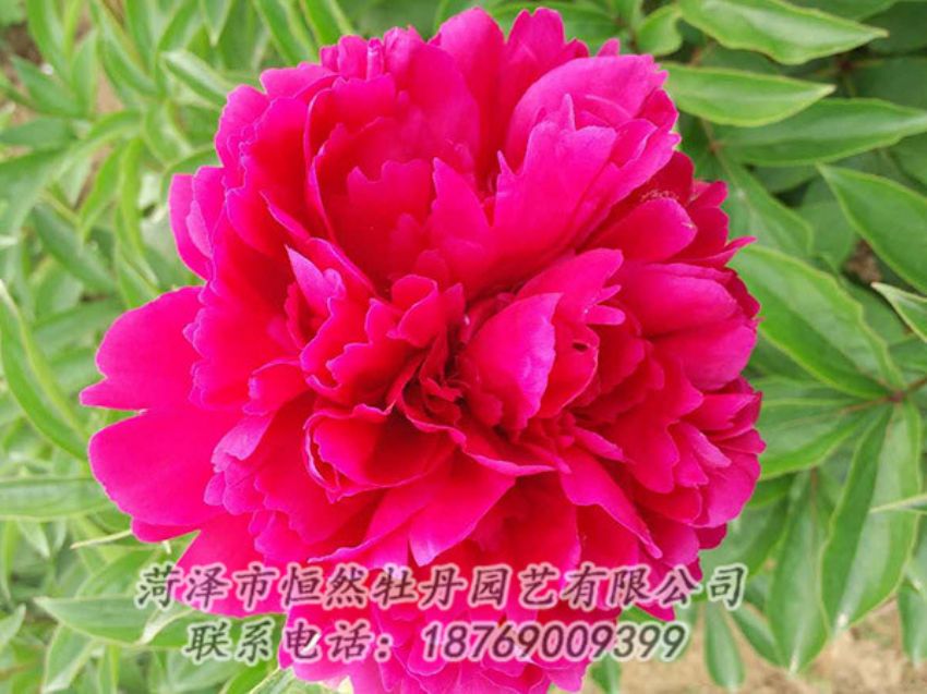 點擊查看詳細(xì)信息<br>標(biāo)題：紅色芍藥 閱讀次數(shù)：948