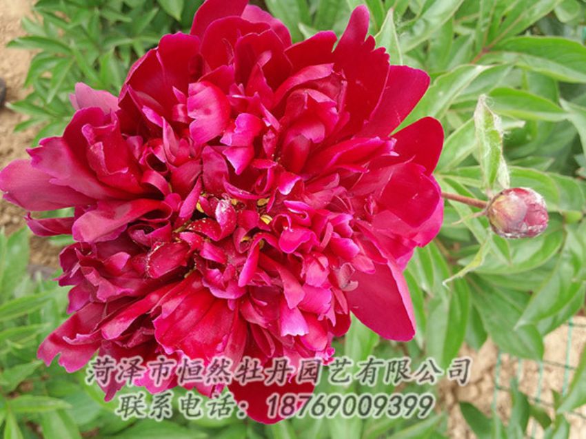 點擊查看詳細(xì)信息<br>標(biāo)題：紅色芍藥 閱讀次數(shù)：991