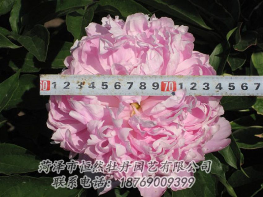 點擊查看詳細信息<br>標(biāo)題：桃面爭春 閱讀次數(shù)：1146