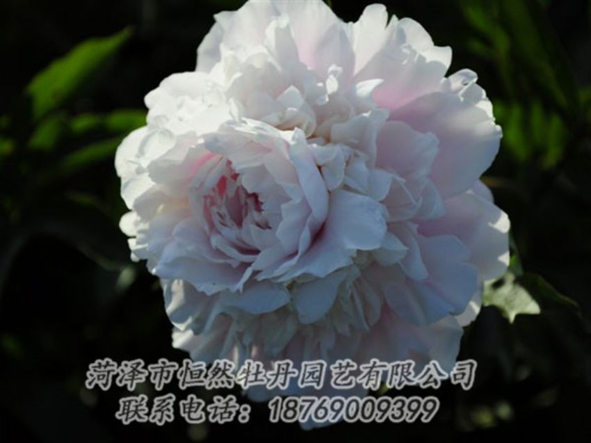 點(diǎn)擊查看詳細(xì)信息<br>標(biāo)題：粉色芍藥 閱讀次數(shù)：1058