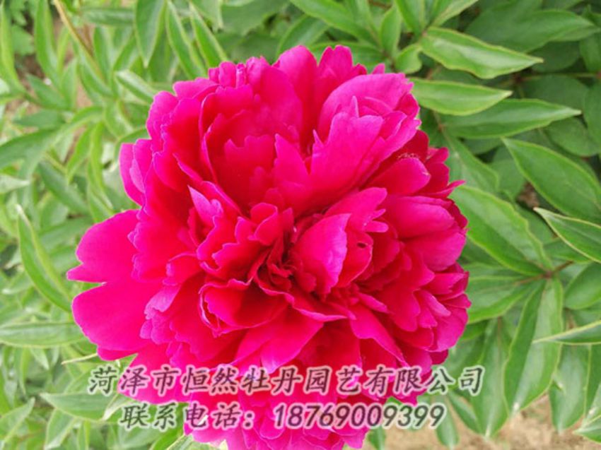 點擊查看詳細信息<br>標題：紅色芍藥 閱讀次數(shù)：948