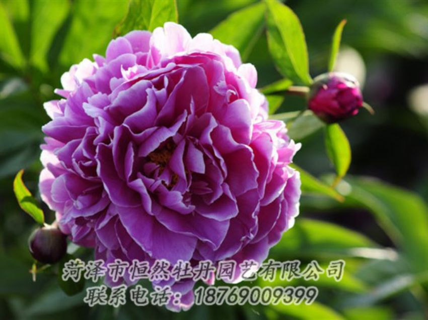 點(diǎn)擊查看詳細(xì)信息<br>標(biāo)題：紫色芍藥 閱讀次數(shù)：1149