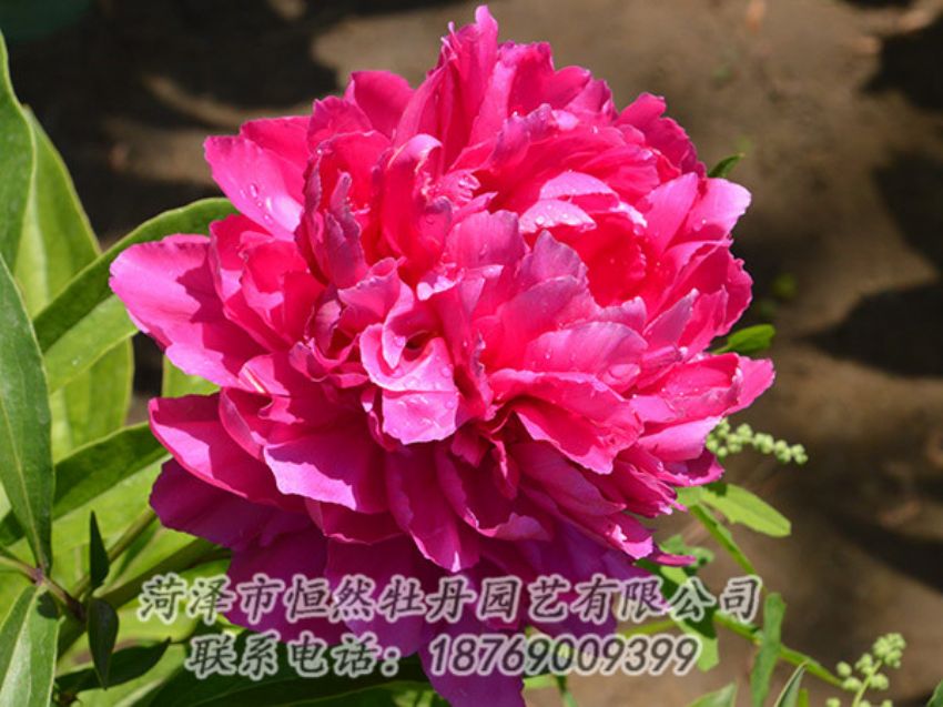 點擊查看詳細信息<br>標題：紅色芍藥 閱讀次數(shù)：1038