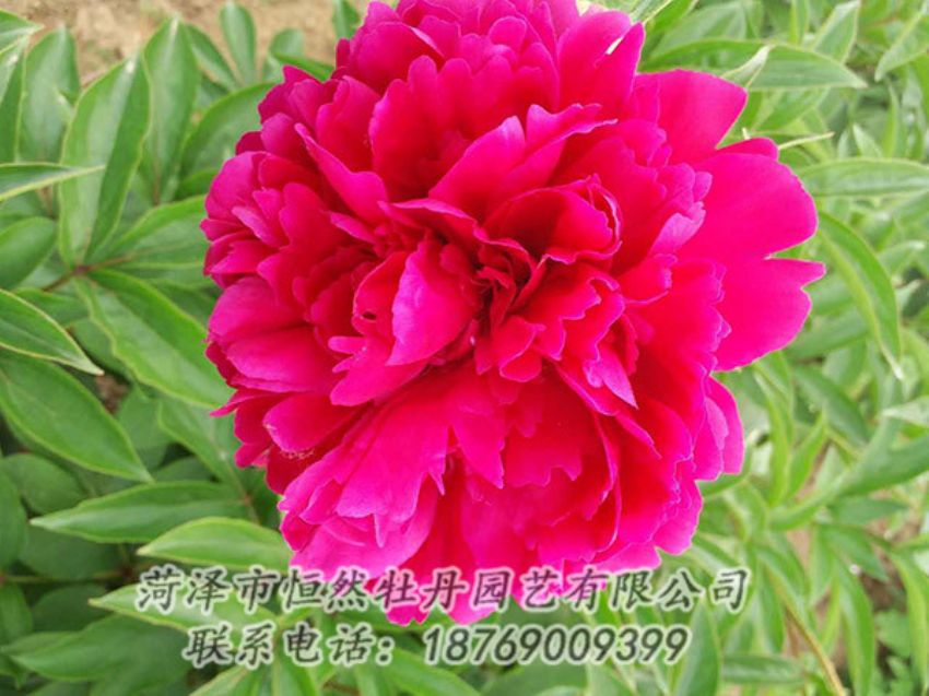 點(diǎn)擊查看詳細(xì)信息<br>標(biāo)題：紅色芍藥 閱讀次數(shù)：1142