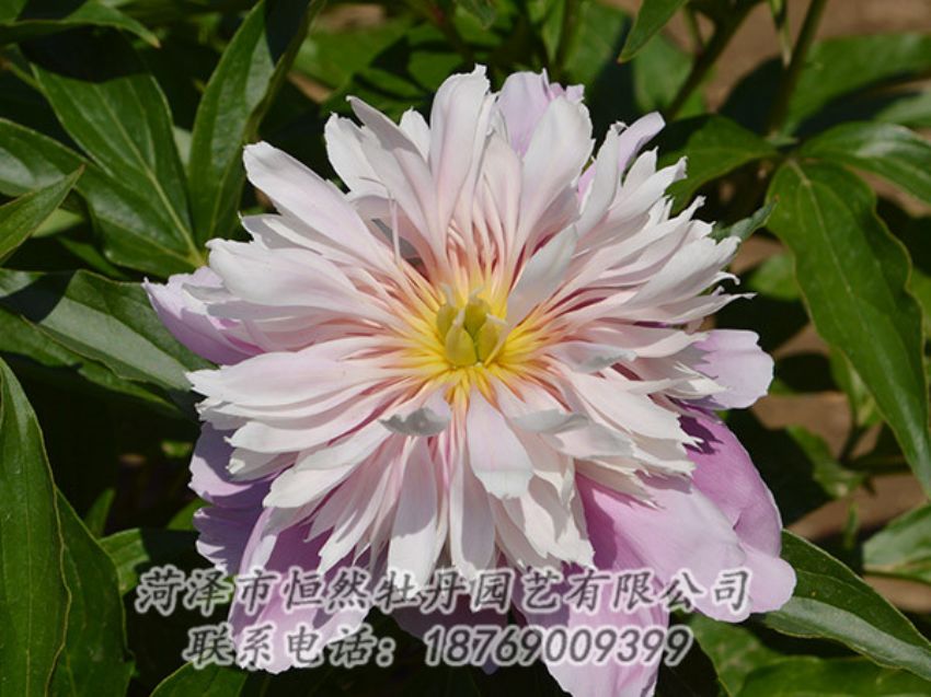 點(diǎn)擊查看詳細(xì)信息<br>標(biāo)題：粉色芍藥 閱讀次數(shù)：1192